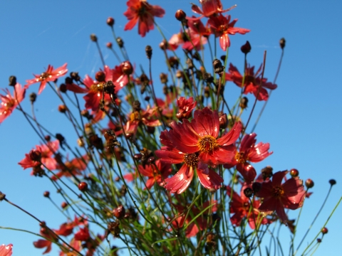 Nachyłek (Coreopsis) 